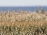 Anthus richardi Malmödammen, Tygelsjö ängar, Malmö, Skåne, Sweden 20140916_0027