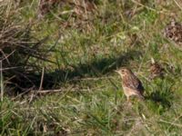 Anthus richardi Tygelsjö ängar, Malmö, Skåne, Sweden 20151025_0031