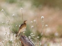 Anthus richardi Yotvata, Israel 2013-03-28 603