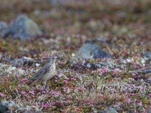 Anthus rubescens - Buff-bellied Pipit - Hedpiplärka