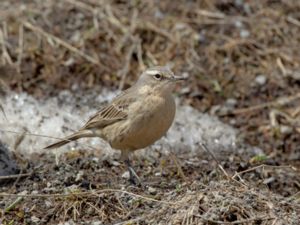 Anthus spinoletta - Water Pipit - Vattenpiplärka