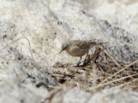 Anthus spinoletta coutellii 3.2 km NNE Gudauri Monument, Stepantsminda, Mtskheta-Mtianeti, Georgia 20180424_2549