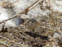 Anthus spinoletta coutellii 3.2 km NNE Gudauri Monument, Stepantsminda, Mtskheta-Mtianeti, Georgia 20180424_2560