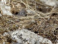 Anthus spinoletta coutellii 3.2 km NNE Gudauri Monument, Stepantsminda, Mtskheta-Mtianeti, Georgia 20180424_2562