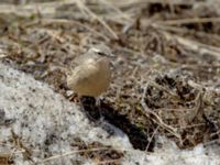 Anthus spinoletta coutellii 3.2 km NNE Gudauri Monument, Stepantsminda, Mtskheta-Mtianeti, Georgia 20180424_2563