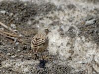 Anthus spinoletta coutellii 3.2 km NNE Gudauri Monument, Stepantsminda, Mtskheta-Mtianeti, Georgia 20180424_2576