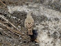 Anthus spinoletta coutellii 3.2 km NNE Gudauri Monument, Stepantsminda, Mtskheta-Mtianeti, Georgia 20180424_2578