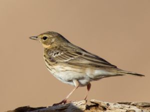 Anthus trivialis - Tree Pipit - Trädpiplärka