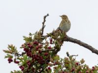 Anthus pratensis Tygelsjö ängar, Malmö, Skåne, Sweden 20190921_0122