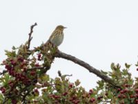 Anthus pratensis Tygelsjö ängar, Malmö, Skåne, Sweden 20190921_0124