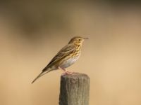 Anthus trivialis Malmödammen, Tygelsjö ängar, Malmö, Skåne, Sweden 20220910_0095