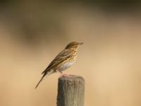 Anthus trivialis Malmödammen, Tygelsjö ängar, Malmö, Skåne, Sweden 20220910_0097