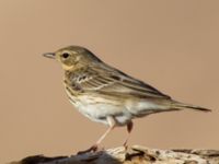 Anthus trivialis Wadi Shelomo, Israel 2013-03-29 547