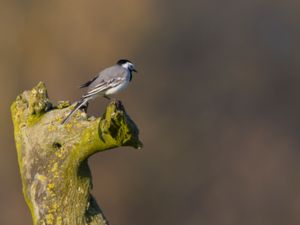 Motacilla alba - White Wagtail - Sädesärla