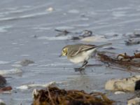 Motacilla alba 1cy Handikappbadet, Ribersborg, Malmö, Skåne, Sweden 20191006_0094