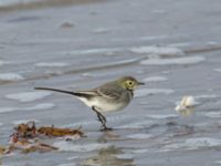 Motacilla alba 1cy Handikappbadet, Ribersborg, Malmö, Skåne, Sweden 20191006_0099