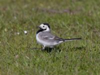 Motacilla alba Sibbarp, Malmö, Skåne, Sweden 20210420_0007