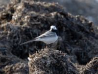 Motacilla alba Tångupplaget, Ribersborg, Malmö, Skåne, Sweden 20220329_0010