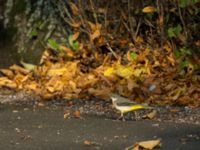 Motacilla cinerea 1cy St Pauli S kyrkogård, Malmö, Skåne, Sweden 20170927_0304