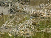 Motacilla cinerea Mellandammen, Öresundsparken, Ribersborg, Malmö, Skåne, Sweden 20180924B_0246