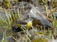 Motacilla cinerea cinerea ad male Rivulet Southern Stepantsminda, Mtskheta-Mtianeti, Georgia 20180424_2425