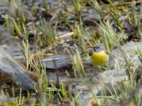 Motacilla cinerea cinerea ad male Rivulet Southern Stepantsminda, Mtskheta-Mtianeti, Georgia 20180424_2430