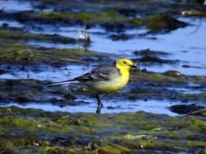 Motacilla citreola - Citrine Wagtail - Citronärla