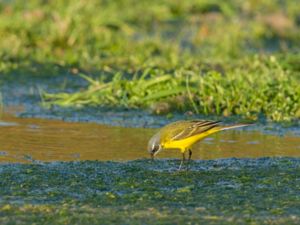 Motacilla flava - Yellow Wagtail - Gulärla