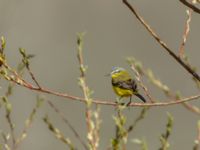 Motacilla flava beema ad male Sno Valley, Stepantsminda, Mtskheta-Mtianeti, Georgia 20180425_2166