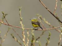 Motacilla flava beema ad male Sno Valley, Stepantsminda, Mtskheta-Mtianeti, Georgia 20180425_2167