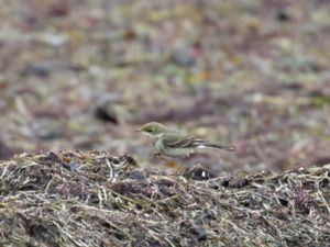 Motacilla tschutschensis - Estern Yellow Wagtail - Östlig gulärla