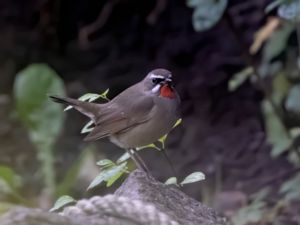 Calliope calliope - Siberian Rubythroat - Rubinnäktergal