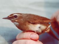 Calliope calliope ad female Happy Island (Shijiu Tuodao), Hebei, China 19980513 (5)