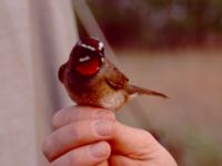 Calliope calliope ad male Happy Island (Shijiu Tuodao), Hebei, China 19980513 (2)