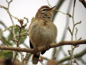 Cercotrichas galactotes - Rufous-tailed Scrub Robin - Trädnäktergal