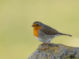 Erithacus rubecula - European Robin - Rödhake