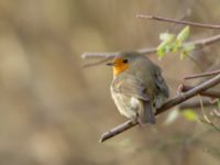 Erithacus rubecula Almåsa, Malmö, Skåne, Sweden 20191228_0005