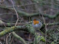 Erithacus rubecula Almåsa, Malmö, Skåne, Sweden 20211229_0027