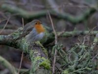 Erithacus rubecula Almåsa, Malmö, Skåne, Sweden 20211229_0030