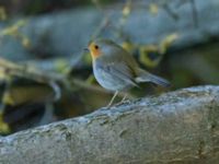 Erithacus rubecula Sege by, Burlöv, Skåne, Sweden 20241004_0050