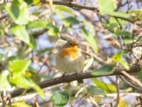 Erithacus rubecula St Pauli mellersta kyrkogård, Malmö, Skåne, Sweden 20221126_0040