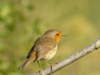 Erithacus rubecula Tånghögarna, Ribersborg, Malmö, Skåne, Sweden 20200916_0003