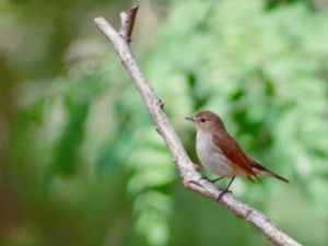 Ficedula albicilla - Taiga Flycatcher - Tajgaflugsnappare