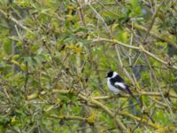 Ficedula albicollis 2cy male Ödammen, Ribersborg, Malmö, Skåne, Sweden 20170507B_0044