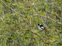 Ficedula albicollis 2cy male Ödammen, Ribersborg, Malmö, Skåne, Sweden 20170507B_0045