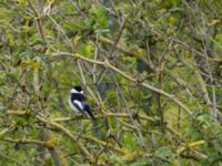 Ficedula albicollis 2cy male Ödammen, Ribersborg, Malmö, Skåne, Sweden 20170507_0047