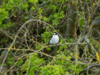 Ficedula albicollis 2cy male Ödammen, Ribersborg, Malmö, Skåne, Sweden 20170507_0054