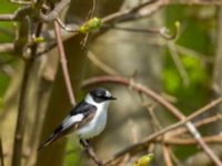 Ficedula albicollis 2cy male Hammars park, Malmö, Skåne, Sweden 20170502C_0188