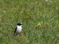 Ficedula albicollis 2cy male Hammars park, Malmö, Skåne, Sweden 20170502_0192