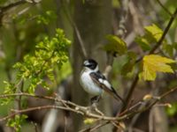 Ficedula albicollis 2cy male Hammars park, Malmö, Skåne, Sweden 20170502_0209